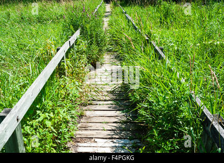 Lange Holzsteg in der Perspektive zurückweichenden durch überwucherte Rasenfläche Marsh. Stockfoto