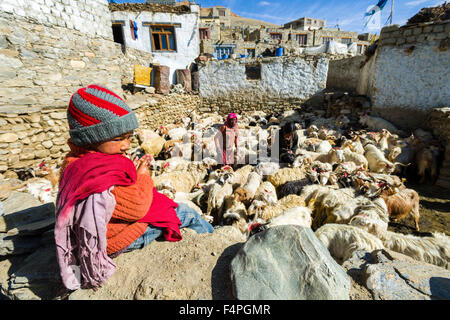 Ein Kind sitzt auf einer Wand, lokale Hirten kümmern sich um eine Herde von Pashmina Ziegen bei Tso moriri in changtang Bereich Stockfoto