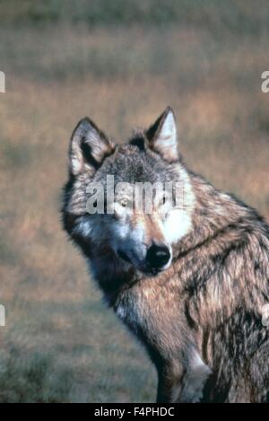 Mit dem Wolf tanzt / 1990 unter der Regie von Kevin Costner [TIG Productions / Orion Pictures] Stockfoto