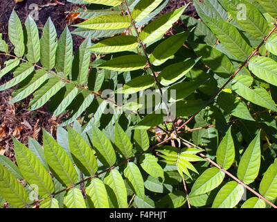 Draufsicht auf eine junge Bäumchen Baum GГ¶tterbaum Altissima. Selektiven Fokus. Stockfoto