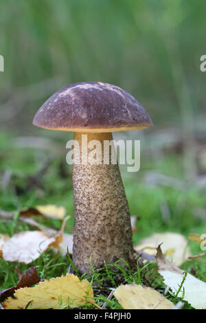 Braun Birch Bolete Leccinum Scabrum auf gemischte Waldboden mit dem ersten Fall der Herbst Blätter Stockfoto