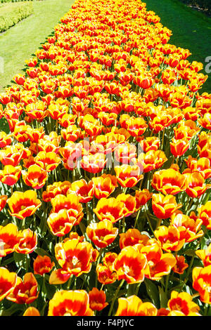 Tulpen im Blumengarten Keukenhof in Lisse, Niederlande Stockfoto