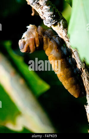 Western Tiger Schwalbenschwanz, (Papilio Rutulus), Raupe.  Albuquerque, New Mexico, USA. Stockfoto