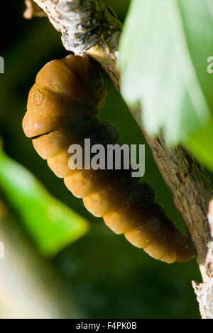 Western Tiger Schwalbenschwanz, (Papilio Rutulus), Raupe.  Albuquerque, New Mexico, USA. Stockfoto