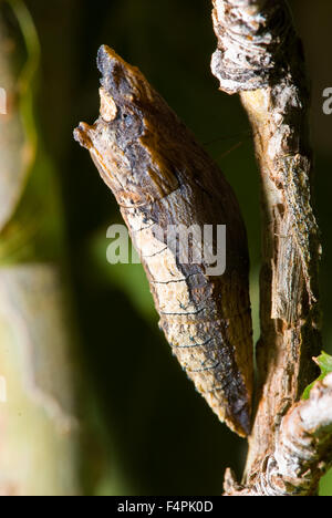 Western Tiger Schwalbenschwanz, (Papilio Rutulus), Chrysalis.  Albuquerque, New Mexico, USA. Stockfoto