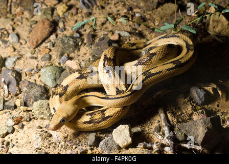 Nördlichen Trans-Pecos Ratsnake (Bogertophis Subocularis Subocularis), Sierra co., New Mexico, USA. Stockfoto