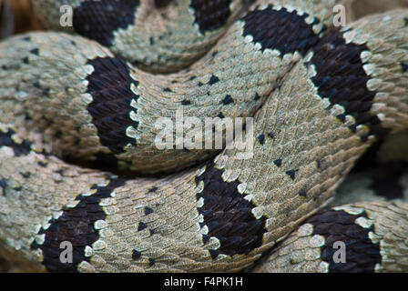 Männliche gebändert Rock Klapperschlange, (Crotalus Lepidus Klauberi), Gila Wilderness, New Mexico, USA. Stockfoto