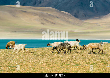 Karge Landschaft mit einer Herde von Pashmina Ziegen und das türkisfarbene Wasser des Tso moriri in changtang Bereich Stockfoto