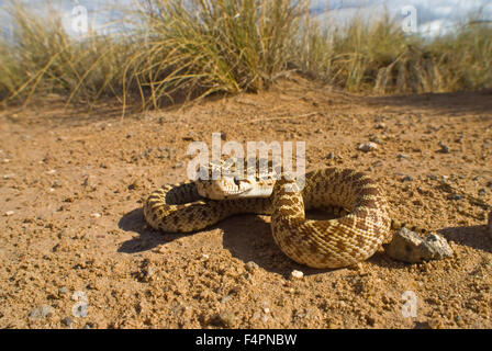 Juvenile Sonora Gopher Snake, (Pituophis Catenifer Affinis), Vulkane Day Use Area, Petroglyph National Monument, New mexico. Stockfoto