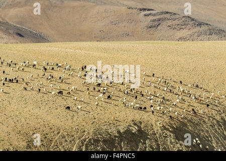 Karge Landschaft mit einer Herde von Pashmina Ziegen in changtang Bereich Stockfoto