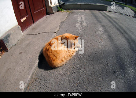 Weitwinkelaufnahme aus der perspektivischen Verzerrung auf die heimatlose Katze auf einer einsamen Straße. Roten heimatlose Katze liegend auf dem Asphalt in Stockfoto