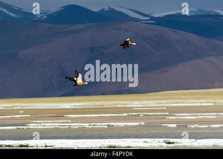 Zwei Brahmanen Enten, auch bräunlich Brandente (tadorna ferruginea) sind Fliegen bei Tso kar, eine schwankende Salt Lake, gelegen an einem altitu Stockfoto