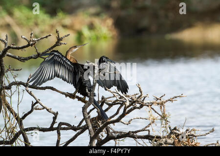 Oriental Darter Specie Anhinga melanogaster Stockfoto
