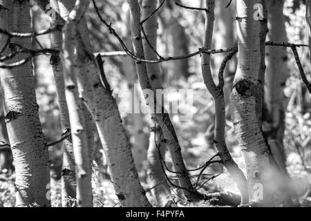 Black And White Aspen Bäume Hintergrundmuster Stockfoto