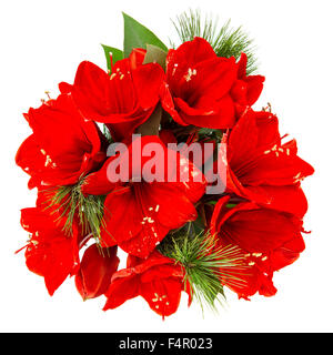 Amaryllis-Blüten. Rote Blumen Weihnachtsstrauß isoliert auf weißem Hintergrund Stockfoto