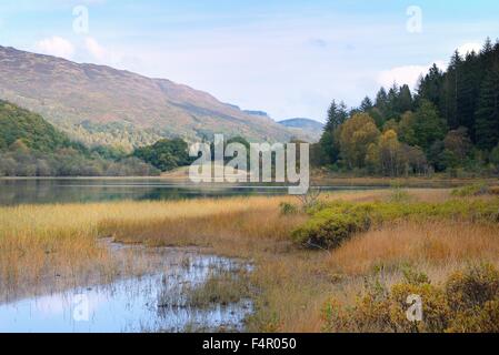 Herbstfärbung rund um Loch Achray in Queen Elizabeth Forest Park, Schottland, Großbritannien Stockfoto