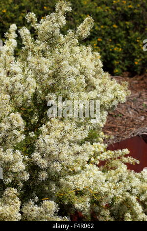 Grevillea Curviloba Subsp incurva Stockfoto