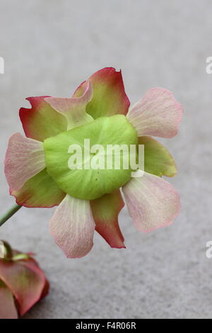 Nahaufnahme von Canivorous gelbe Kannenpflanzen Blumen Stockfoto