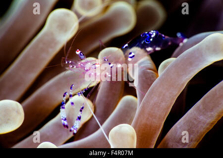 Schöne Putzergarnelen kriechen durch Anemone zu untersuchen Stockfoto