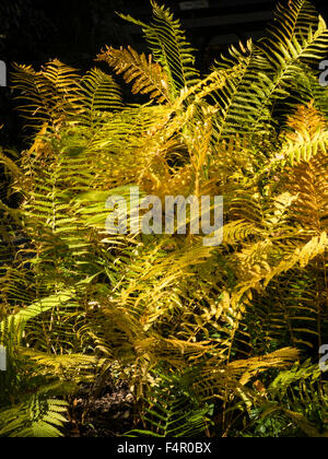 Zimt-Farn, New York Botanical Garden, der Bronx, NY, USA Stockfoto