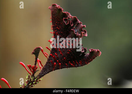 Celosia - exotisch aussehende Pflanze Stockfoto