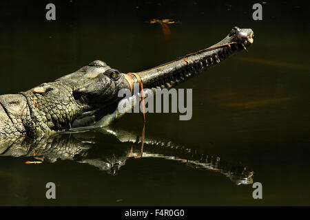 Der Gangesgavial (Gavialis Gangeticus), auch bekannt als der Gavial und der Verzehr von Fisch Krokodil ist ein Krokodil der Familie Gavia