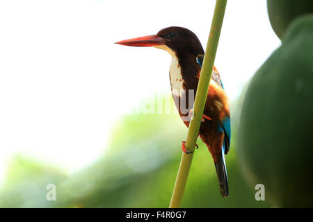 Der weiße-throated Eisvogel (Halcyon Smyrnensis) auch bekannt als die weiße-breasted Kingfisher oder Smyrna Eisvogel Stockfoto