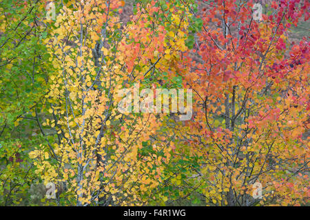 Populus Tremula. Aspen Bäume Farbwechsel im Herbst in den Scottish Borders. Schottland Stockfoto