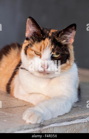 drei farbige Katze Stockfoto