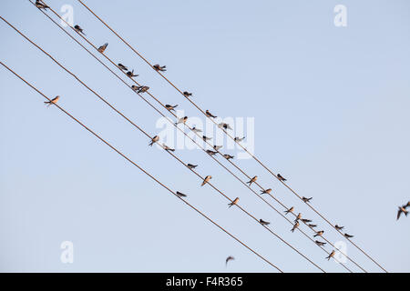 viele Vögel sitzen auf Kabel Stockfoto
