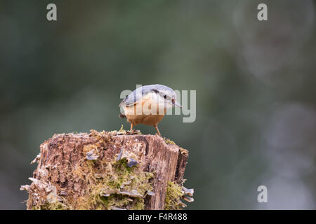 Eurasische Kleiber im Baumstamm Stockfoto