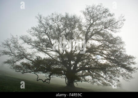 Schweiz, Europa, Baselland, Nenzlingen, Eiche, Baum, Nebel, silhouette Stockfoto