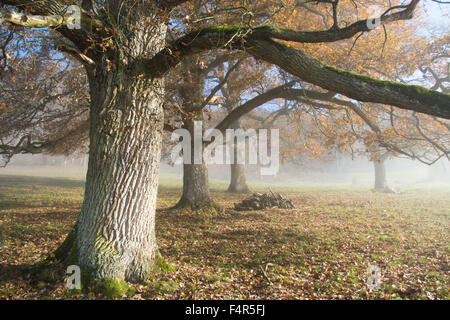 Schweiz, Europa, Baselland, Nenzlingen, Eiche, Baum, Nebel, Herbst, Rinde, Weide, Weide, Wiese Stockfoto