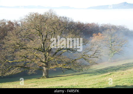 Schweiz, Europa, Baselland, Nenzlingen, Eiche, Baum, Nebel, Herbst, Wiese, Weide, Wiese Stockfoto