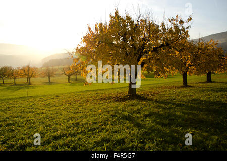 Schweiz, Europa, Baselland, Laufental, Nenzlingen, Obstbäume, Wiese, Feld, Herbstsonne, Gegenlicht Stockfoto