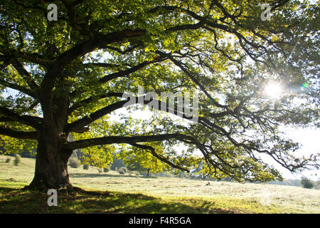 Schweiz, Europa, Baselland, Nenzlingen, Eiche, Baum, Sonne, Wiese, Weide, Weide, Zweig, Knoten, Zweige, Knoten, Stockfoto