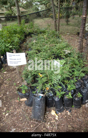 Young Silky Eiche Sämlinge in Töpfe Baumschule Elsamere Lake Naivasha Kenia Afrika Stockfoto