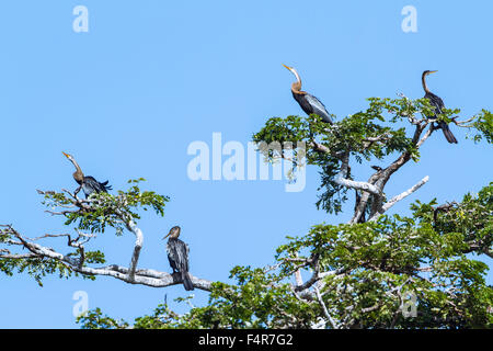 Oriental Darter Specie Anhinga Melanogaster in Yala-Nationalpark Stockfoto