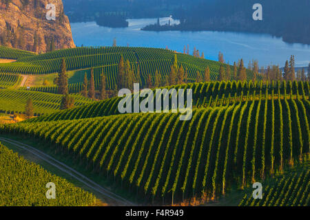 Kanada, British Columbia, Okanagan Valley, Weinberge, Landschaft, Wein, Landwirtschaft Stockfoto