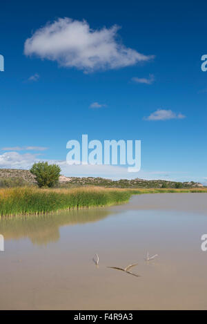 USA, USA, Amerika, Südwesten, New Mexico, südlichen Socorro County, der Bosque del Apache, National Wildlife Refuge, wir Stockfoto