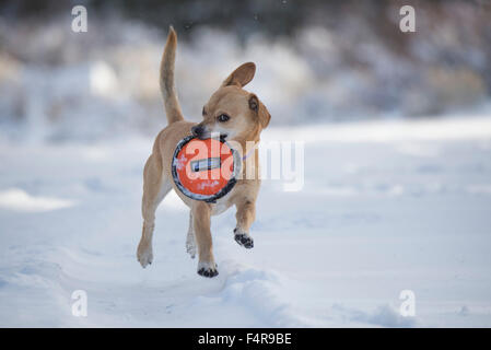 Coco, Sprung, Schnee, Tier, Hund, Spielzeug, Haustier Stockfoto