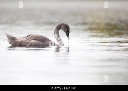 Höckerschwan Cygnus Olor juvenile ernähren sich von Wasserpflanzen im Wasser in Cornwall UK Stockfoto