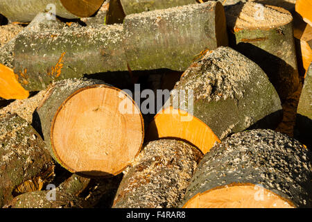 Alternative Energie, Energie, Holz, Brennholz, Buche, Buchenholz, Fagus, Feuer, Holz, Holzwerkstoffen Stämme, Kupfer Buche, Einreichungen, Sylvat sah Stockfoto