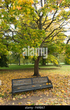 Leere Bank unter Herbst Blätter in den Kensington Gardens, London. Stockfoto