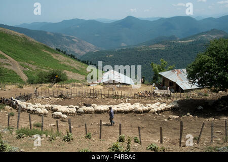 Ein Bauer mit seiner Herde von Schafen und Ziegen in Almaas, Gilnan, Iran. Stockfoto