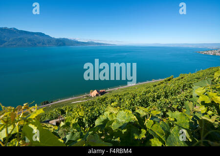 Lavaux, Weltkulturerbe, Kulturerbe, UNESCO, Lavaux, Herbst, Wein, Berge, Wein Anbau, Weinberge, Landwirtschaft, La Stockfoto