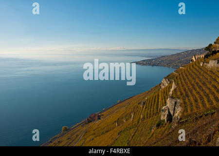 Lavaux, Weltkulturerbe, Kulturerbe, UNESCO, Lavaux, Herbst, Wein, Berge, Wein Anbau, Weinberge, Landwirtschaft, La Stockfoto