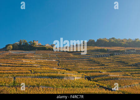 Schweiz, Weltkulturerbe, kulturelles Erbe, Weinbau, Weinberge, Wein, Herbst, UNESCO, Lavaux, Waadt, Stockfoto