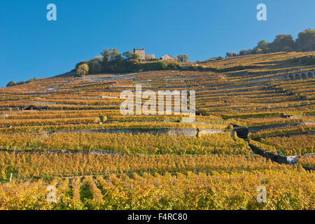 Schweiz, Weltkulturerbe, kulturelles Erbe, Weinbau, Weinberge, Wein, Herbst, UNESCO, Lavaux, Waadt, Stockfoto