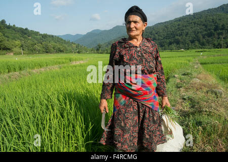 Eine Frau mittleren Alters arbeitet in einem Reisfeld in Gilan Siahkal Iran Stockfoto